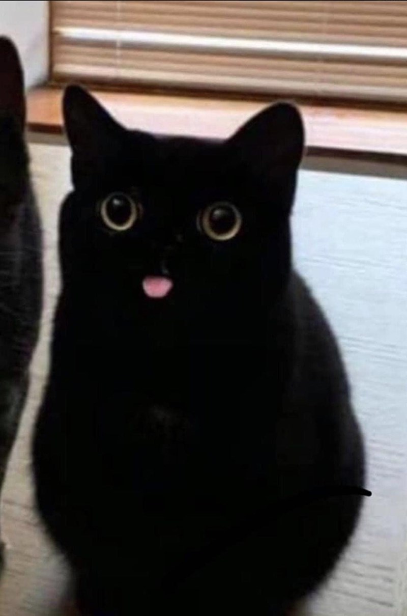 Black Cat