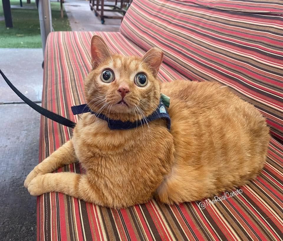 Orange Cat