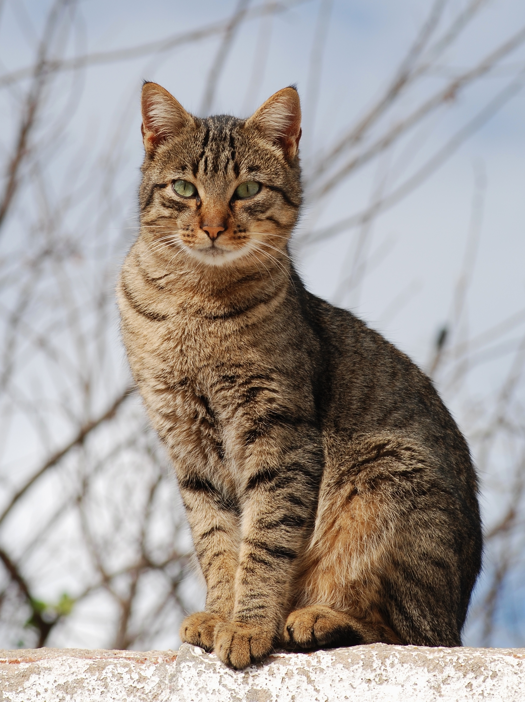 Tamkatt3