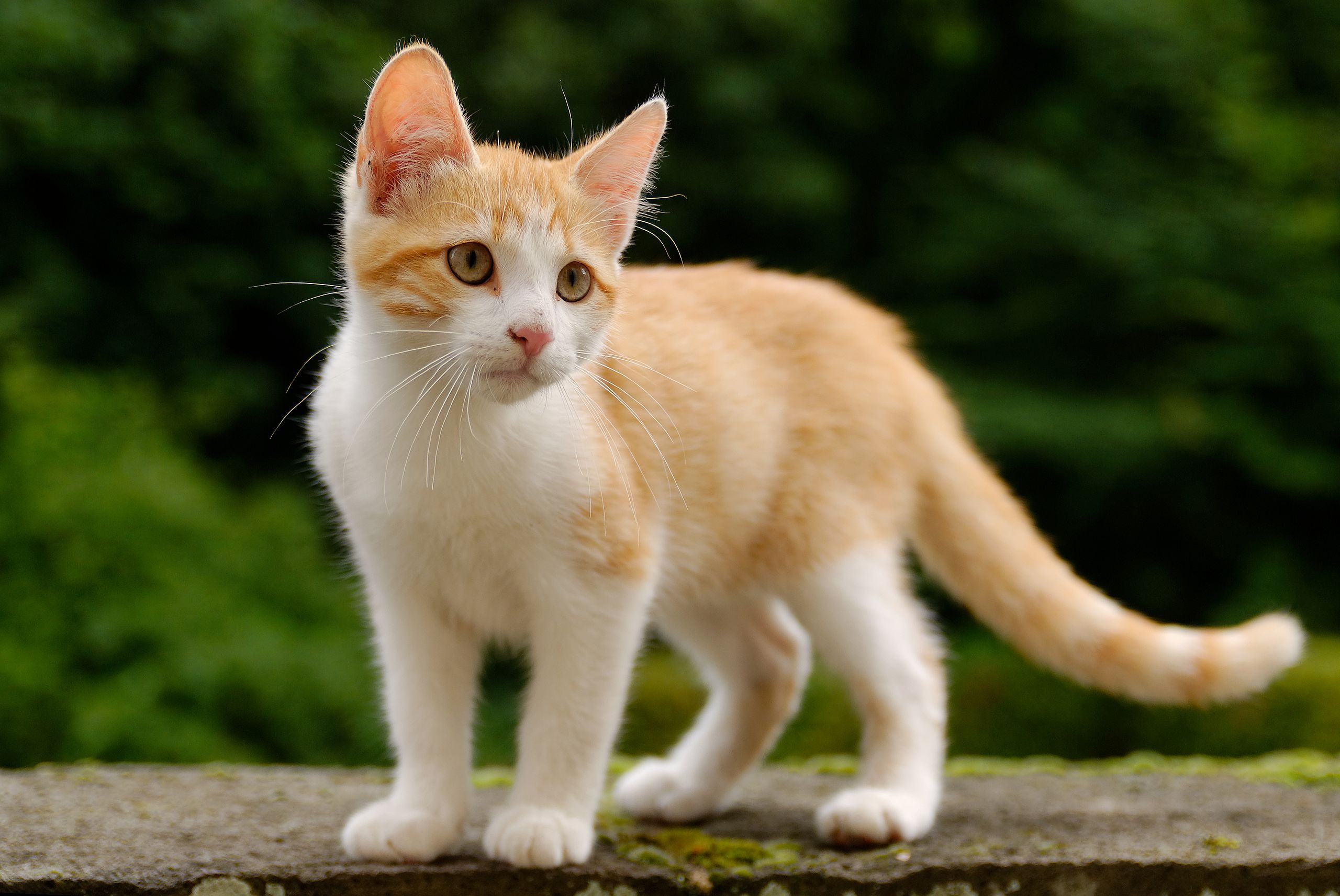 Tamkatt1