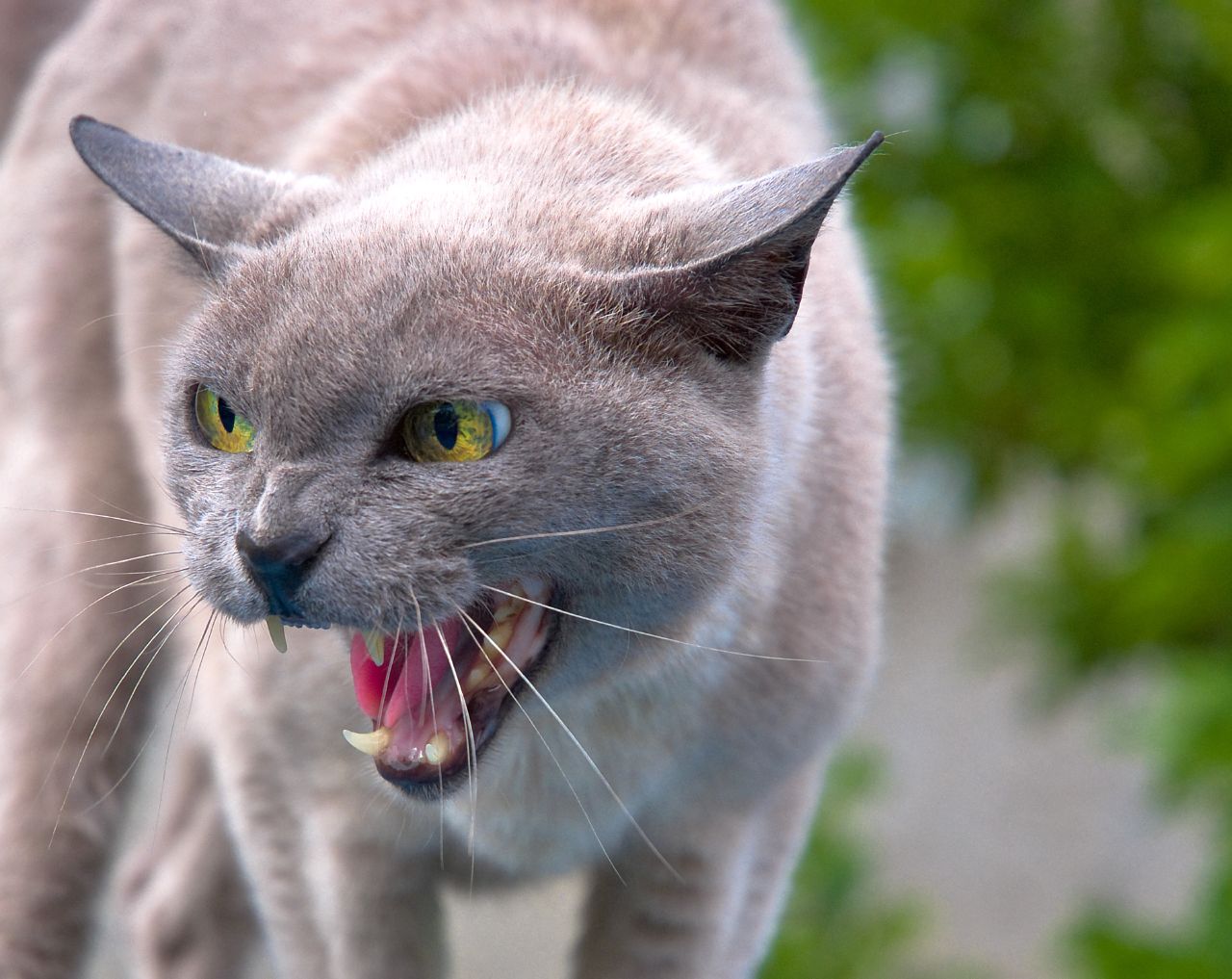 Tamkatt2