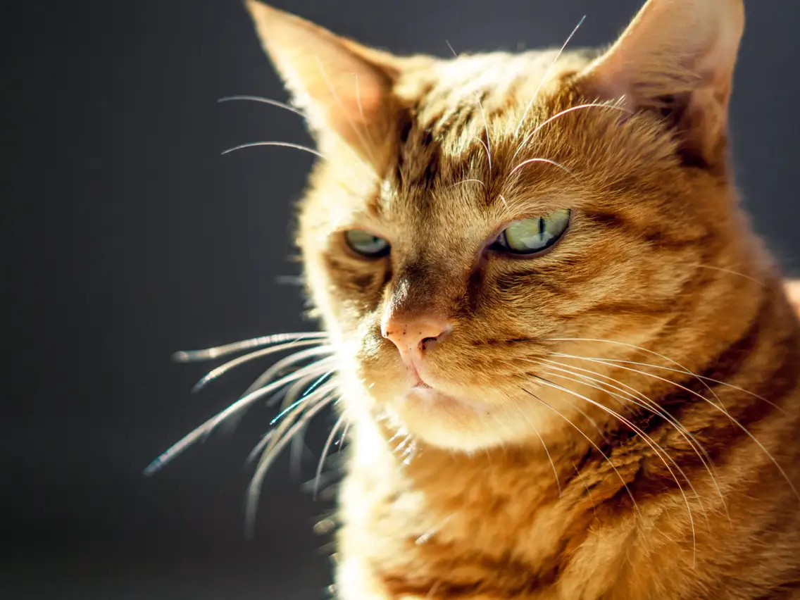Katt