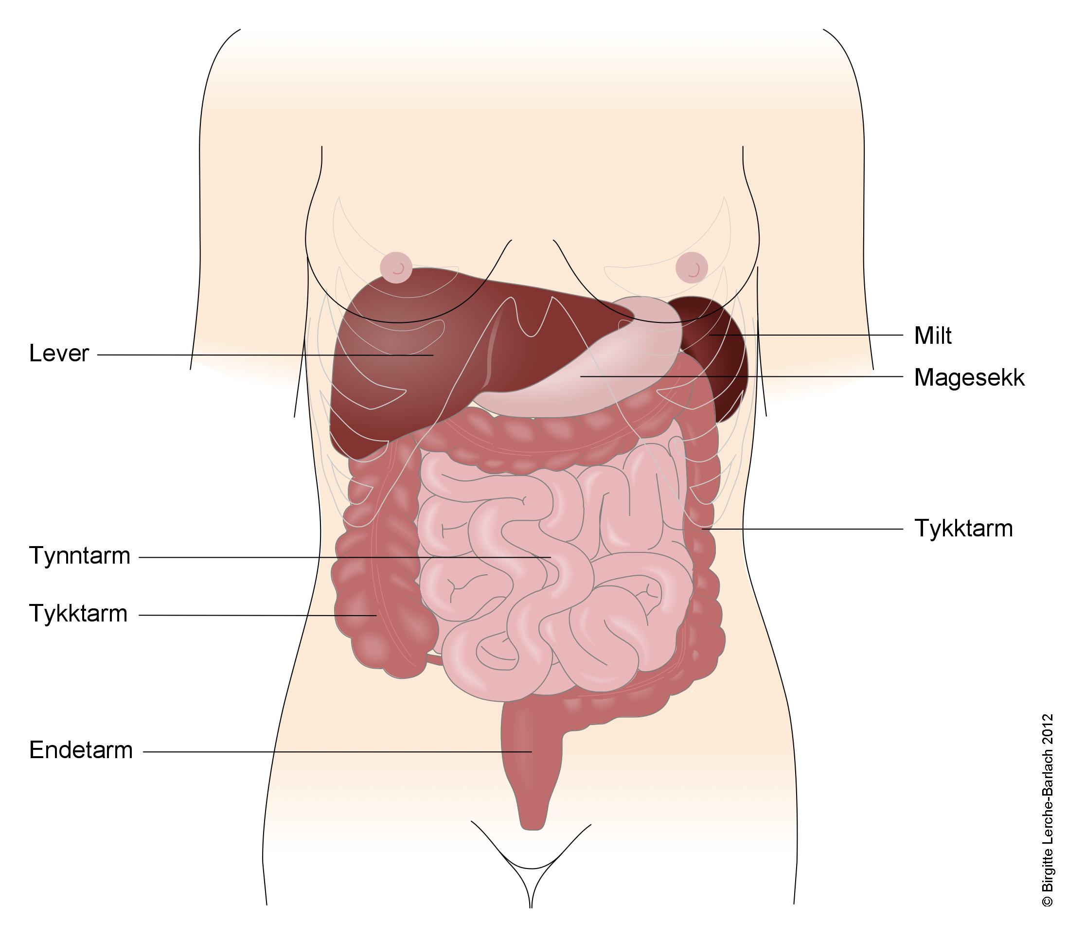 Tjukktarmen
